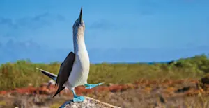 Blue-footed booby, Española Island, Galapagos, Ecuador.