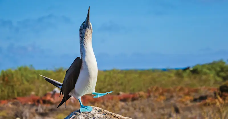 Blue-footed booby, Española Island, Galapagos, Ecuador.