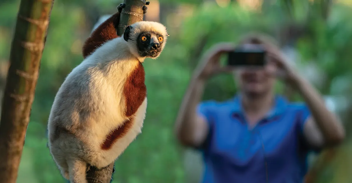 Nat Hab guest and lemur, Ranomafana National Park, Madagascar.