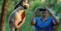 Nat Hab guest and lemur, Madagascar.