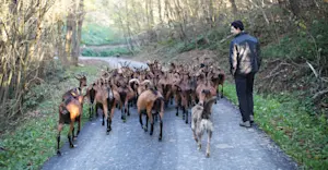 Local shepherd, Alta Langa, Italy.