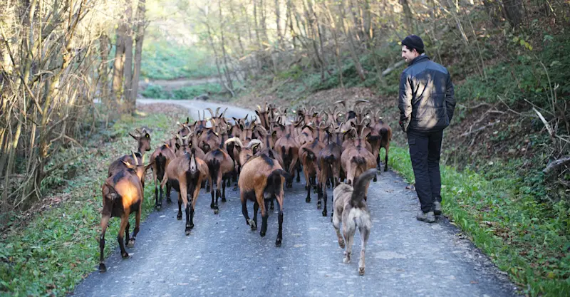 Local shepherd, Alta Langa, Italy.