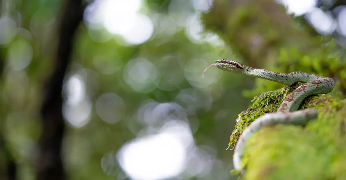Malabar Pit Viper.