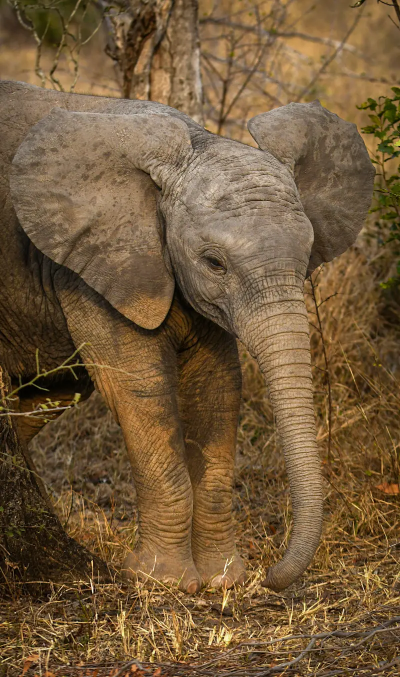 Elephant, Marataba Private Reserve, South Africa