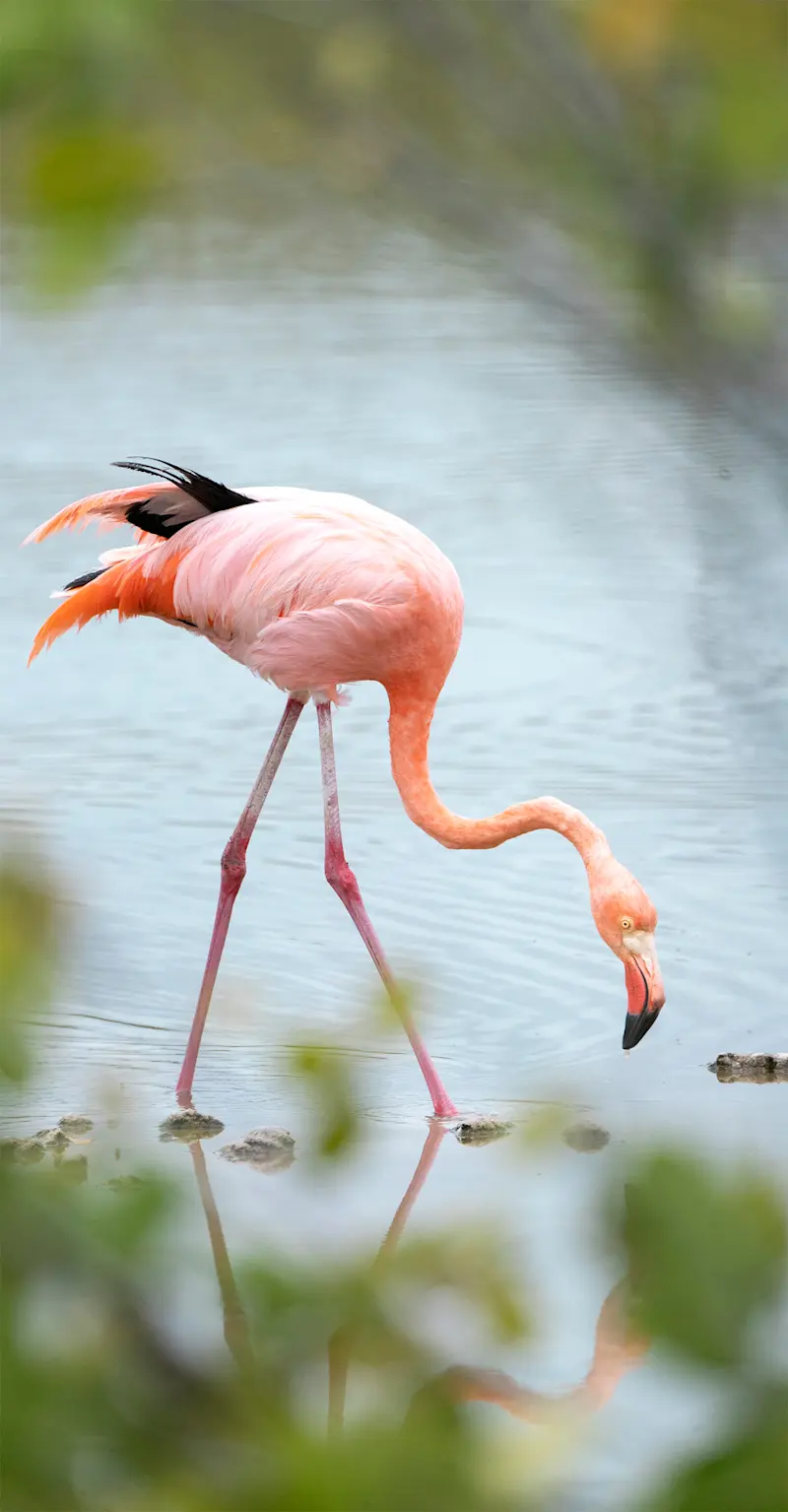 Flamingo, Galapagos Islands