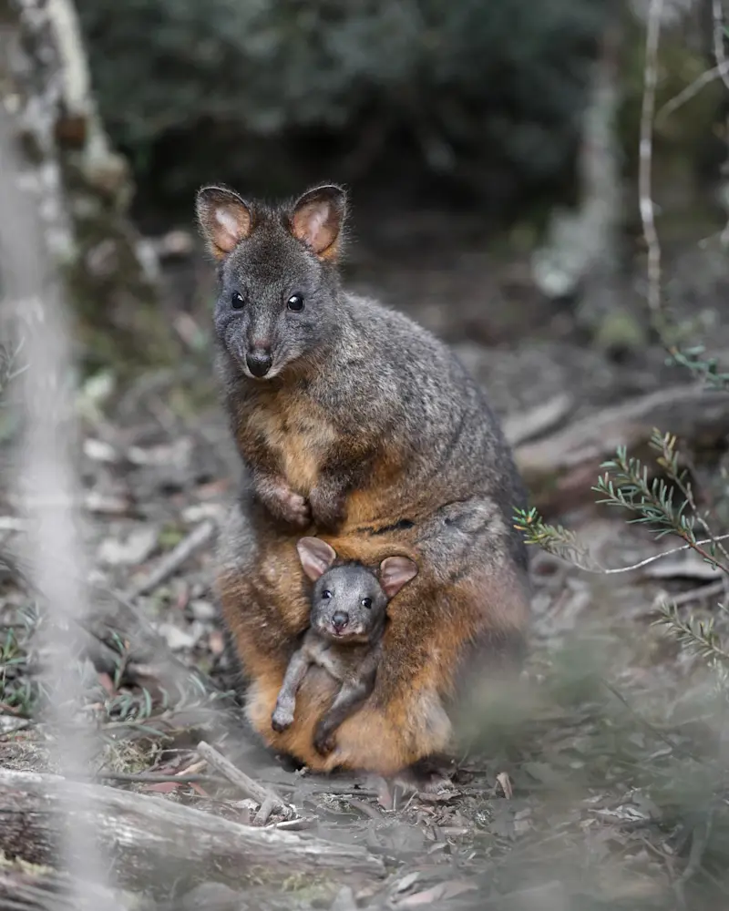 Tasmanian pademelon with joey, Tasmania.