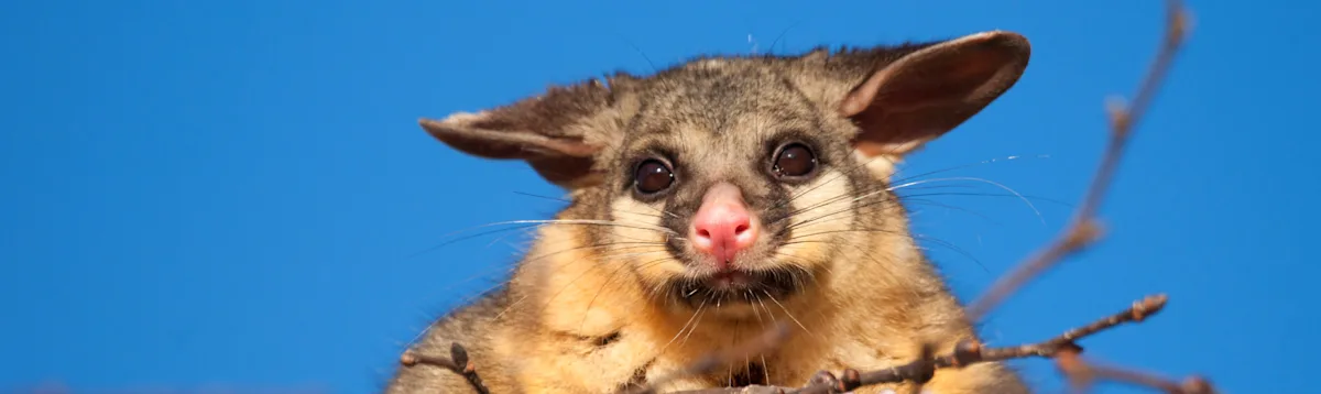 Possum, Australia South, Asia