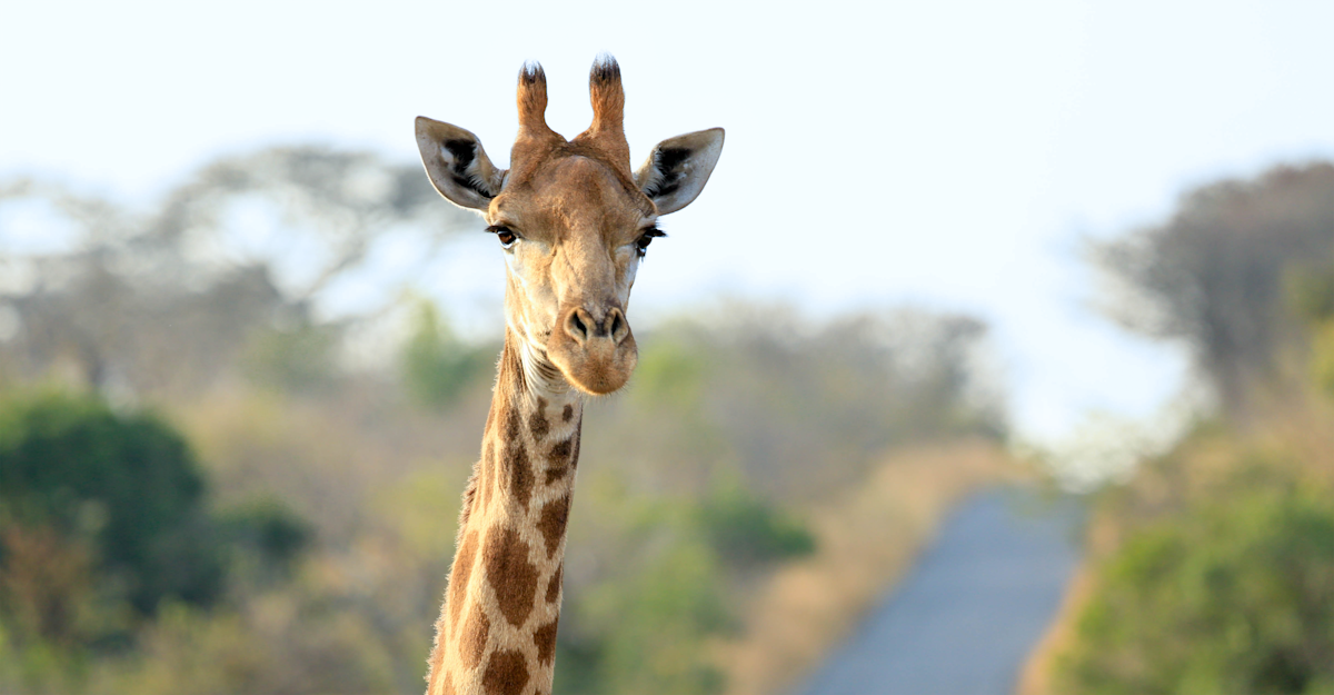 Giraffe in Hluhluwe-iMfolozi Park, South Africa.