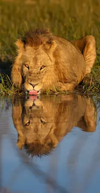 Lion, Santawani Private Reserve, Botswana.