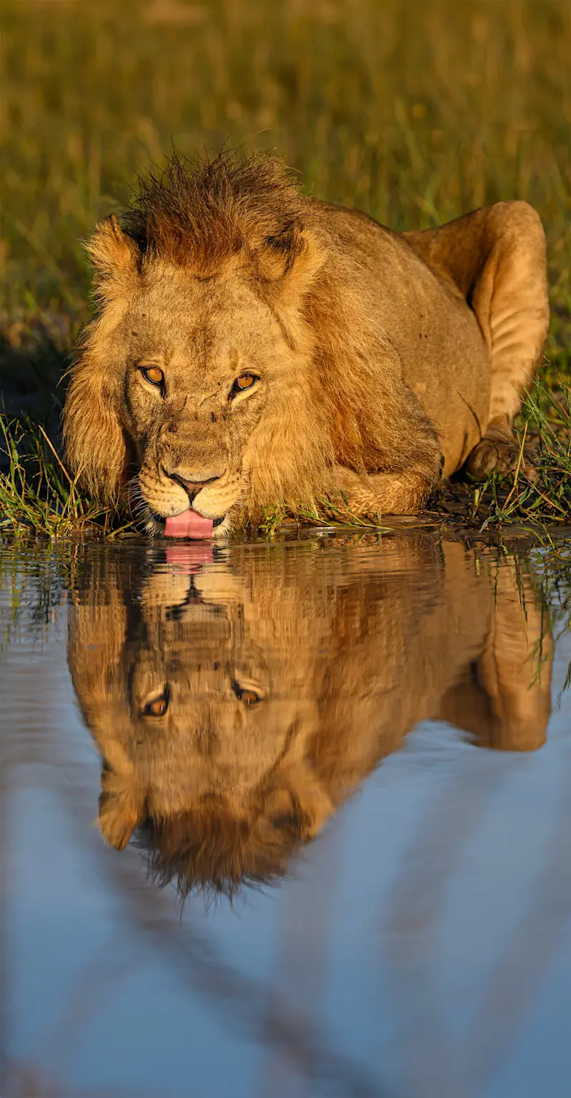 Lion, Santawani Private Reserve, Botswana.