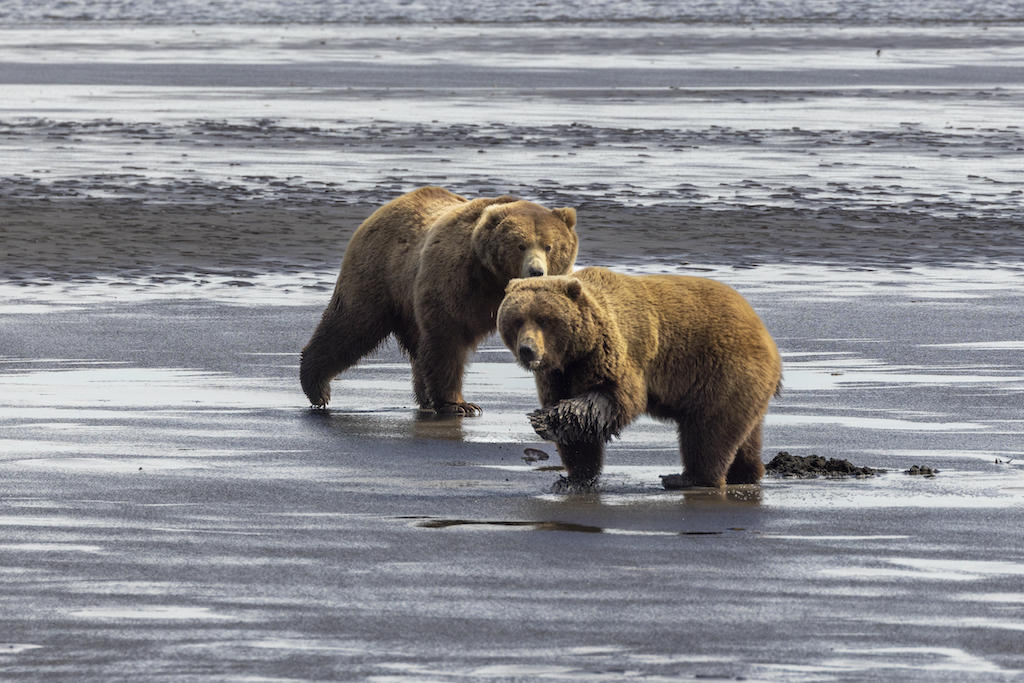 Beforeyougo|Alaska-North|Alaska|_08A1977