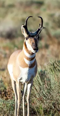 Pronghorn, Yellowstone National Park