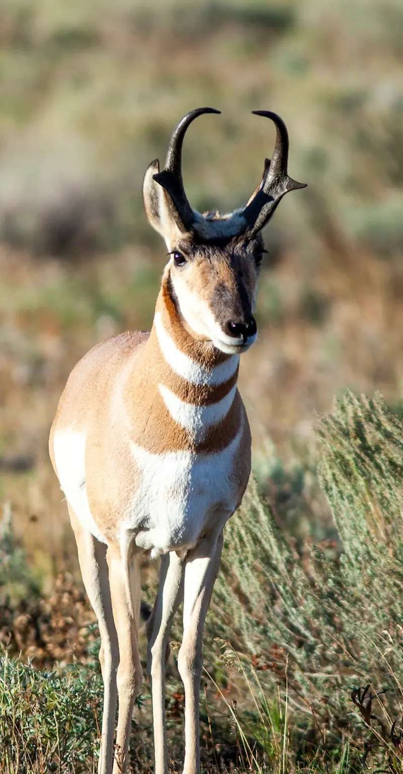 Pronghorn, Yellowstone National Park