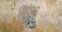 Leopard, Nairobi National Park, Kenya.