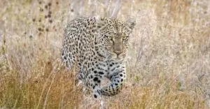 Leopard, Nairobi National Park, Kenya.