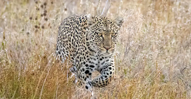 Leopard, Nairobi National Park, Kenya.