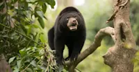 Sun bear, Bornean Sun Bear Conservation Center, Borneo.