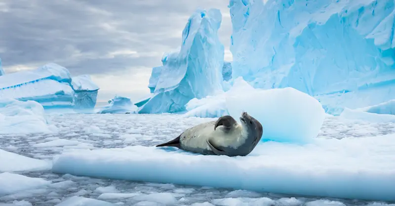 Crabeater seal, Hanse Explorer, Antarctica.