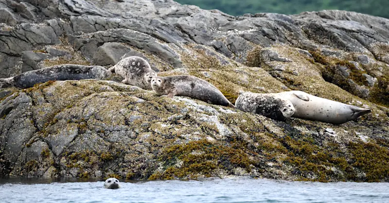 Harbor seals, Katmai National Park & Preserve, Alaska.