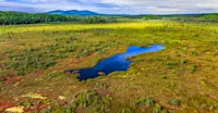 Northern Peatlands