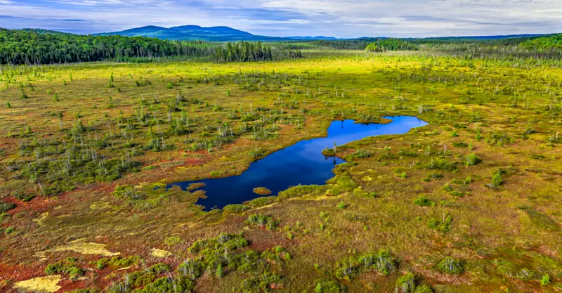 Northern Peatlands