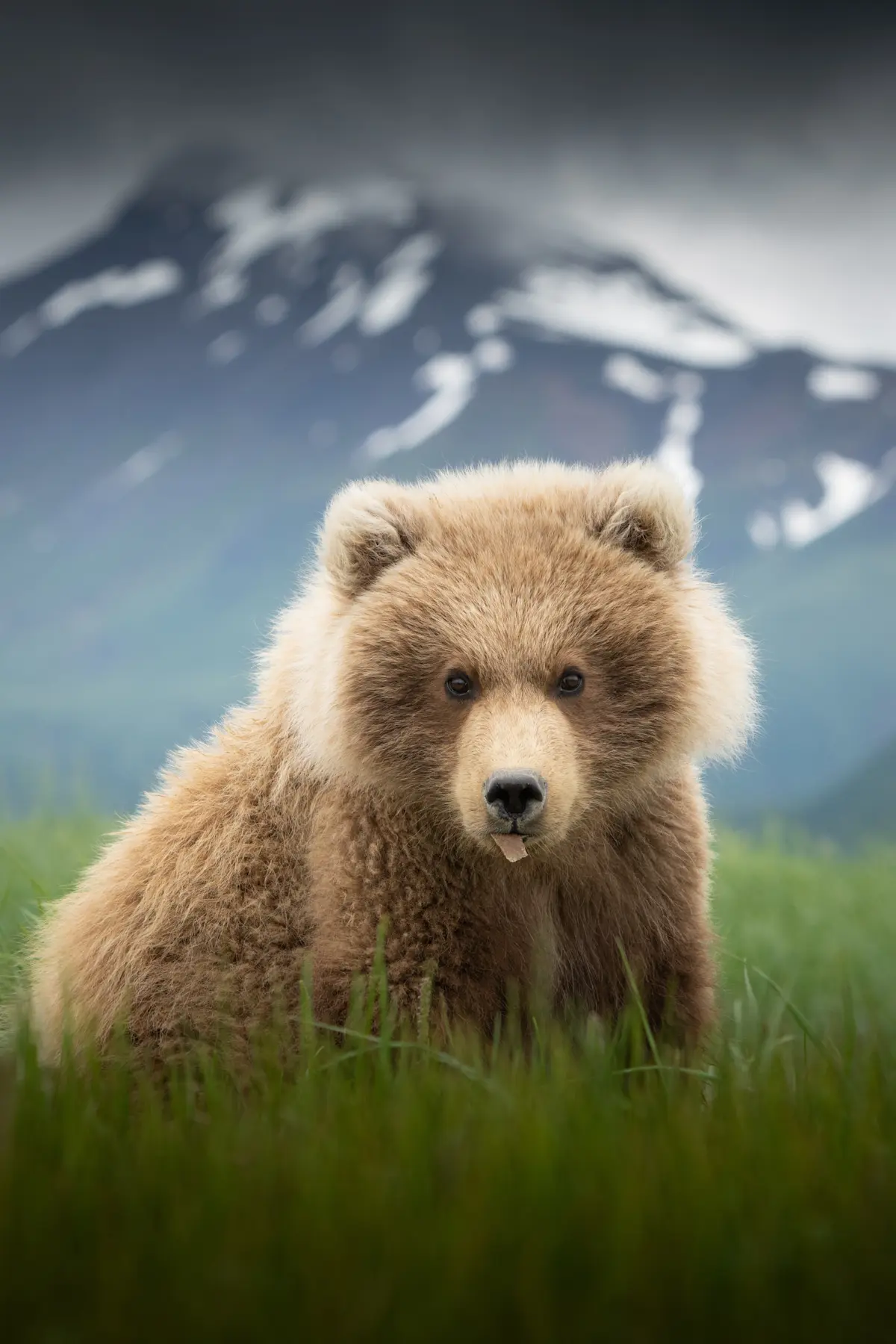 Brown bear cub, Katmai National Park & Preserve, Alaska.
