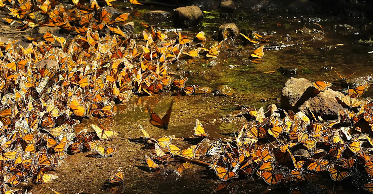 Monarch butterflies, Chincua Sanctuary, Angangueo, Mexico.