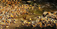Monarch butterflies, Chincua Sanctuary, Angangueo, Mexico.