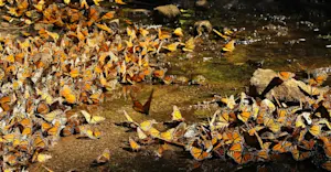 Monarch butterflies, Chincua Sanctuary, Angangueo, Mexico.