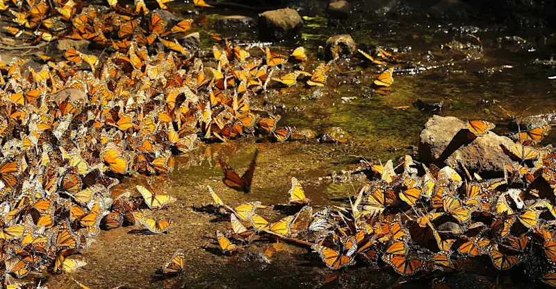 Monarch butterflies, Chincua Sanctuary, Angangueo, Mexico.