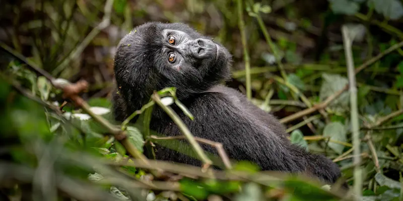 Mountain gorilla, Bwindi Impenetrable Forest National Park, Uganda.