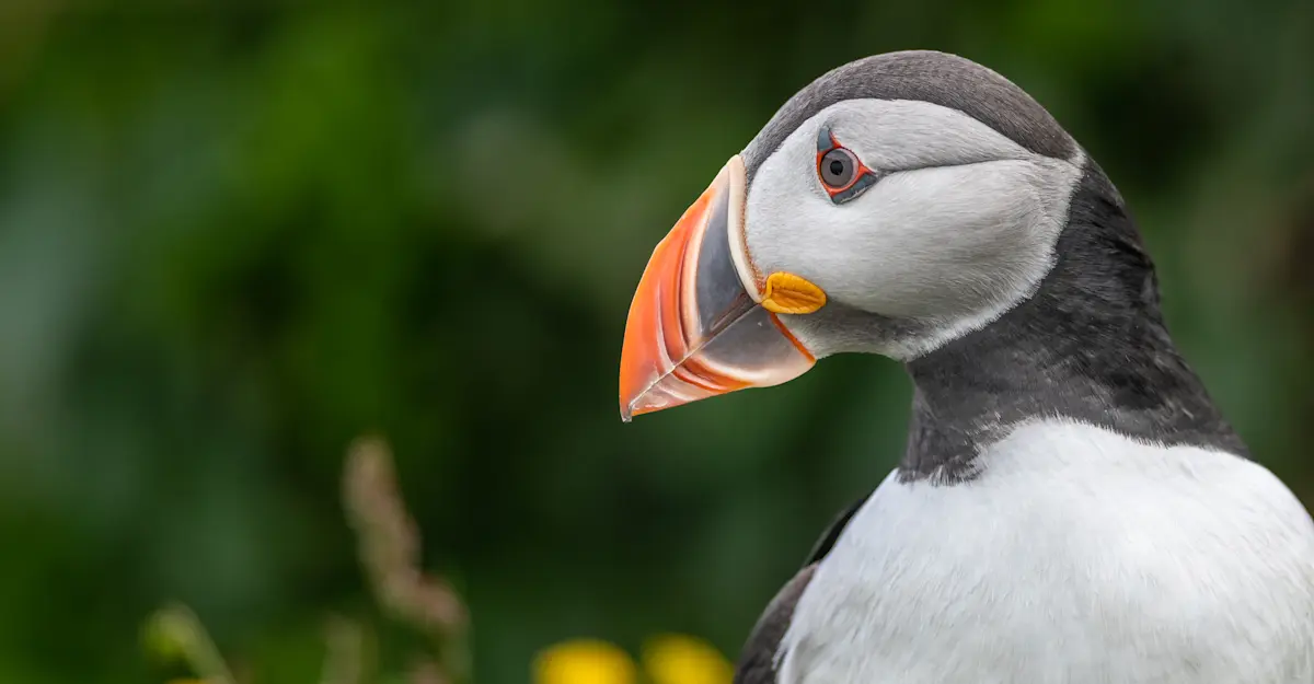 Atlantic Puffin.