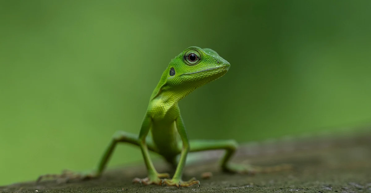 Green crested lizard, Borneo.