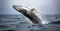 Humpback whale, Newfoundland and Labrador.