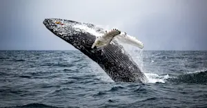 Humpback whale, Newfoundland and Labrador.