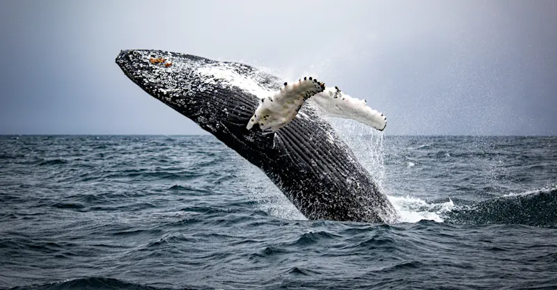 Humpback whale, Newfoundland and Labrador.