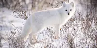 Arctic fox, Churchill, Manitoba.