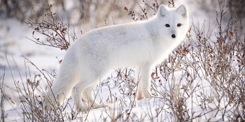 Arctic fox, Churchill, Manitoba.