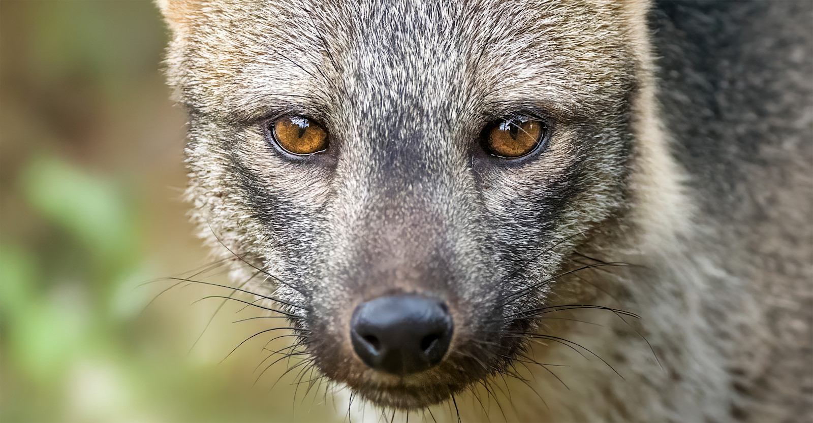 Crab-eating Fox, Pantanal