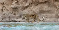 Snow Leopard, Indus River