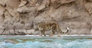 Snow Leopard, Indus River