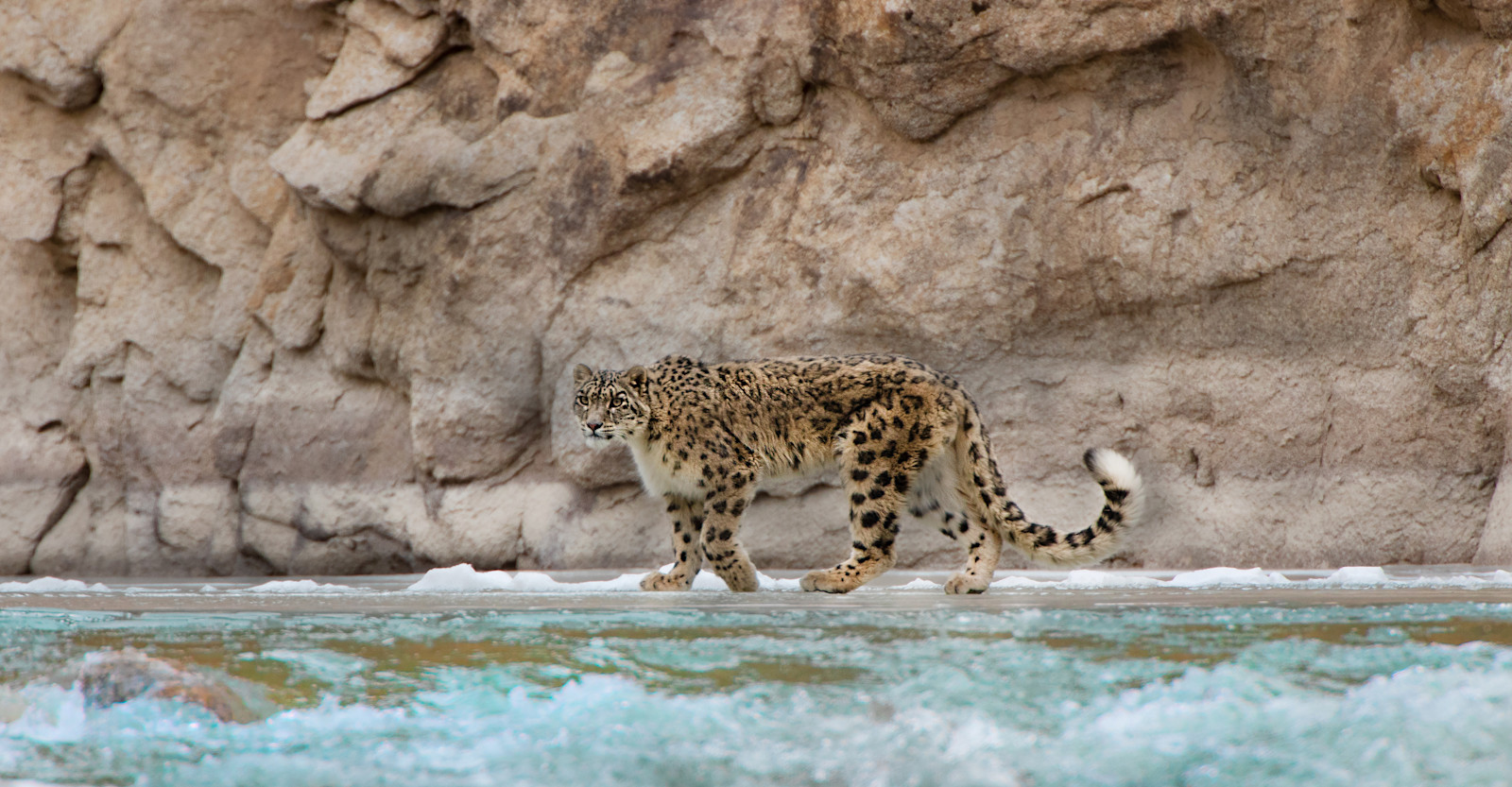 Snow Leopard, Indus River