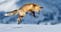 Red fox, Yellowstone National Park, Wyoming.