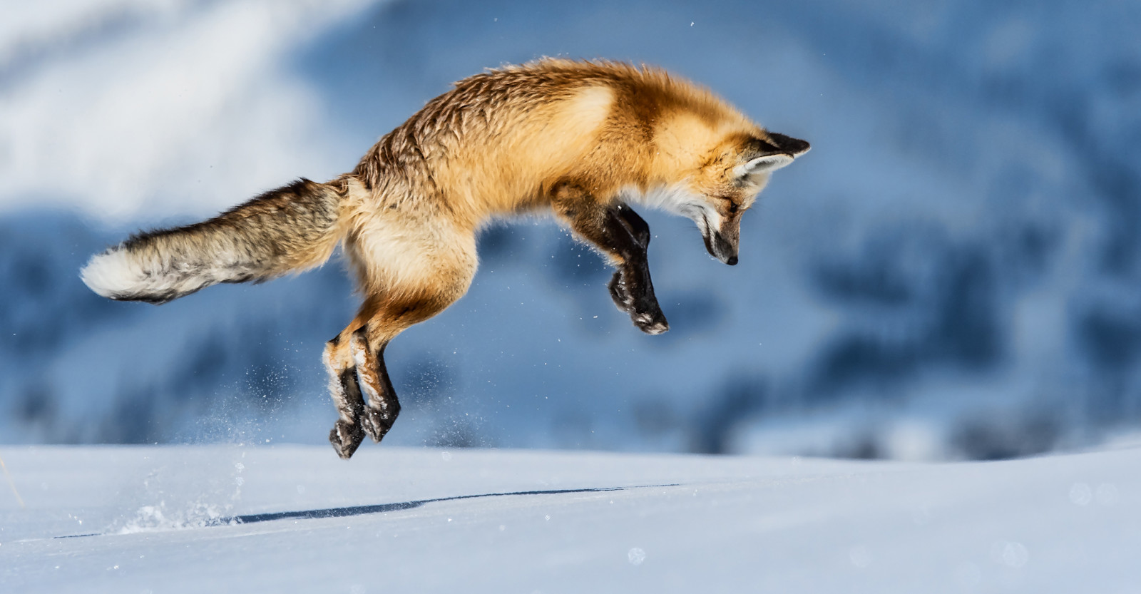 Red fox, Yellowstone National Park, Wyoming.