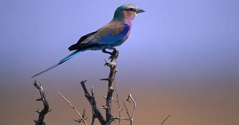 Lilac-breasted roller, Linyanti Private Reserve, Botswana.