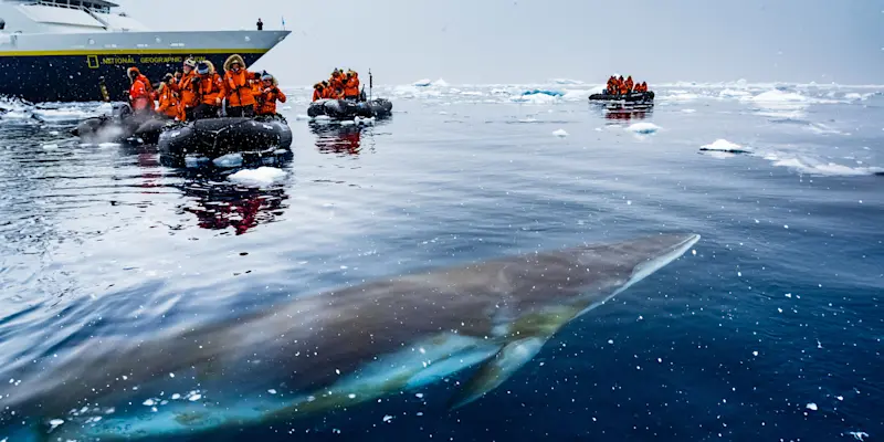 Whale watching on Zodiac cruise, Antarctica.