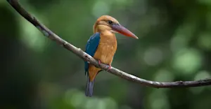 Slideshow Image Thumbnail 3 of 14