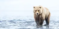 Brown bear, Nat Hab's Alaska Bear Camp, Lake Clark National Park, Alaska.