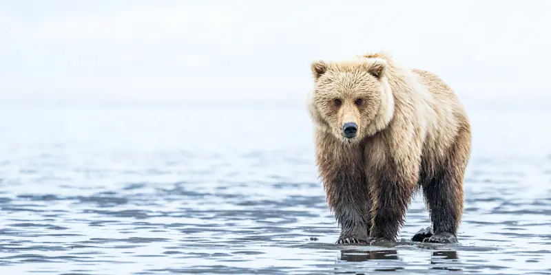 Brown bear, Nat Hab's Alaska Bear Camp, Lake Clark National Park, Alaska.