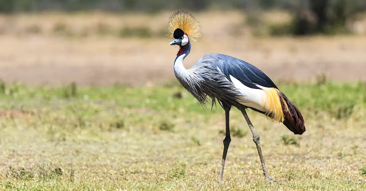Grey crowned crane, Kenya.